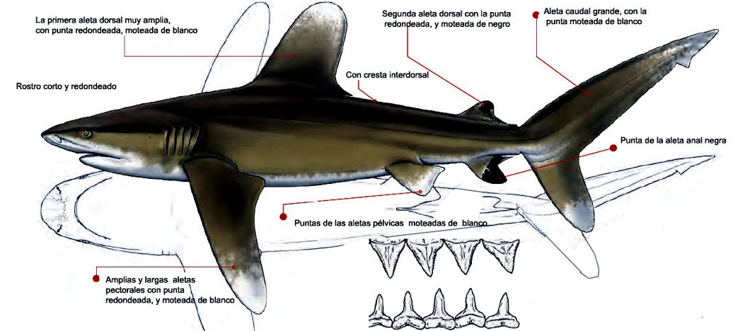 Carcharhinus longimanus _05.jpg